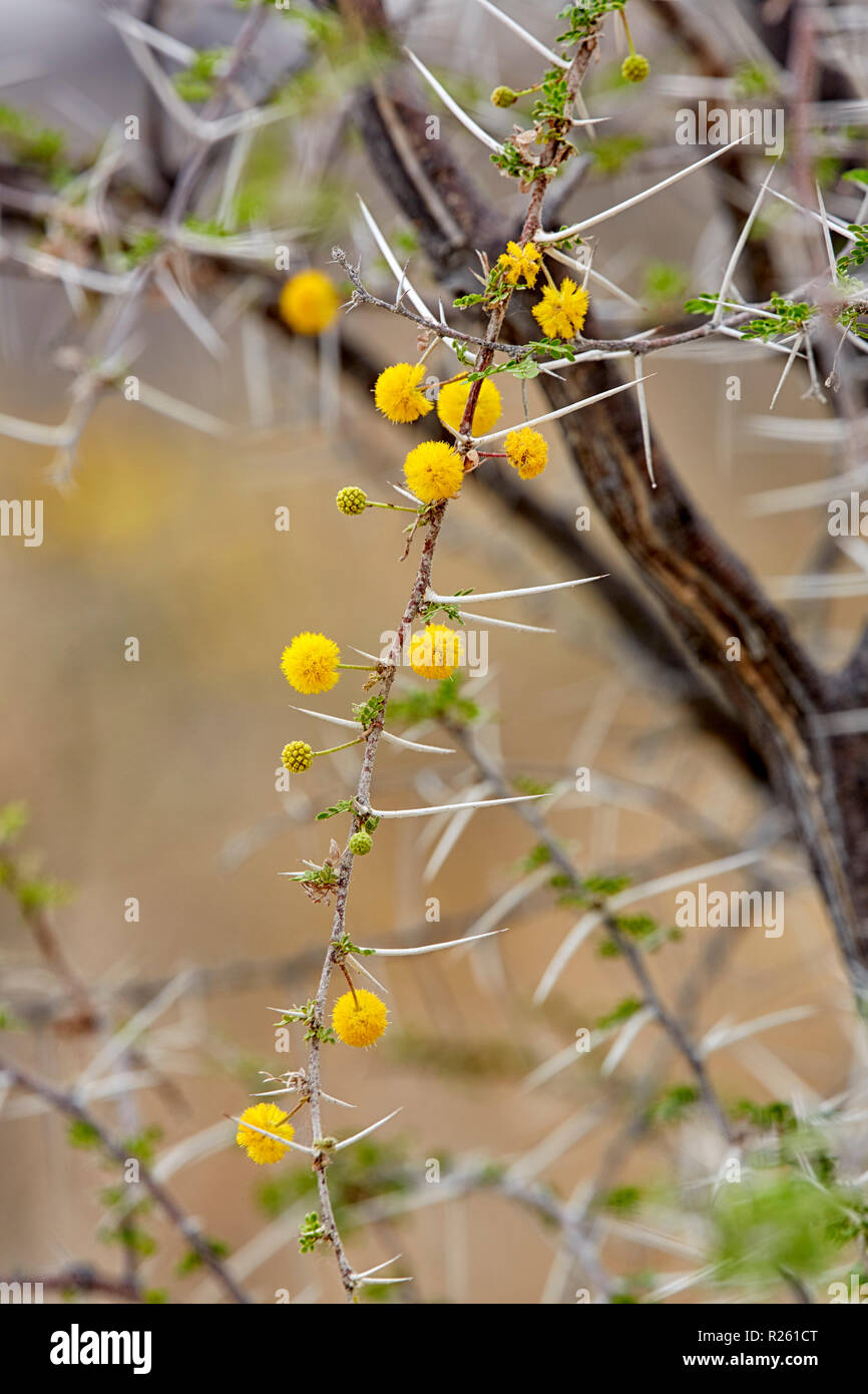 Blooming, Acacia Nebrownii Water Thorn Water Acacia Blossoms in Etosha National Park, Namibia, Africa Stock Photo