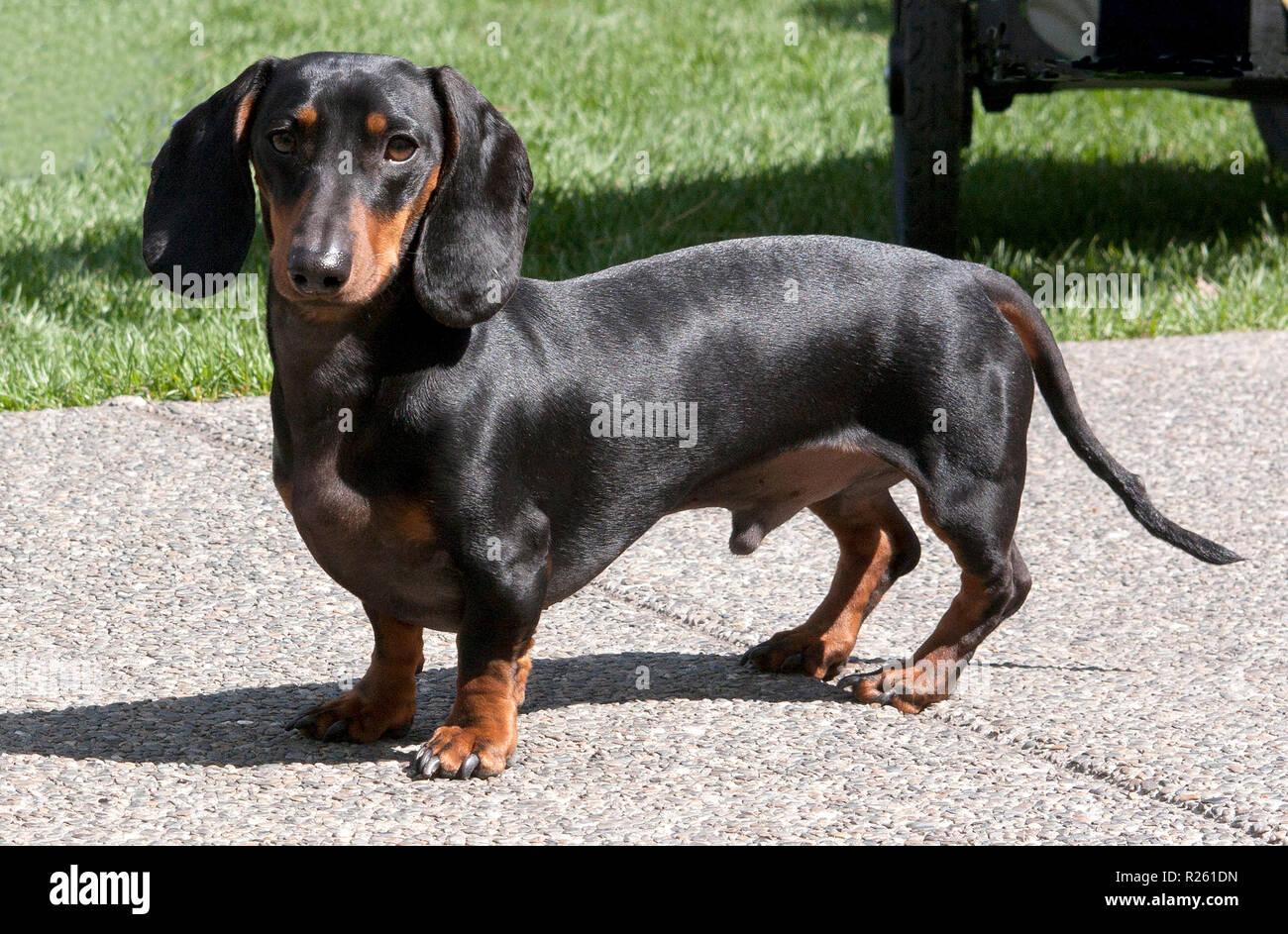 Adult sausage dog hotsell