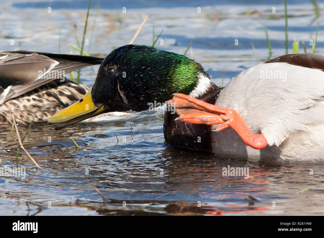 A Mallard Duck scratches and itch with a webbed foot Stock Photo