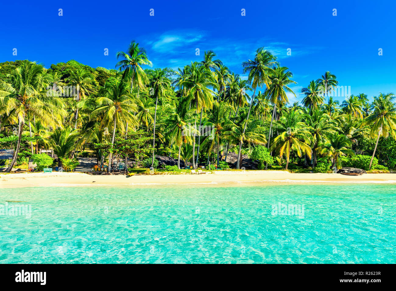Palm and tropical beach Stock Photo - Alamy