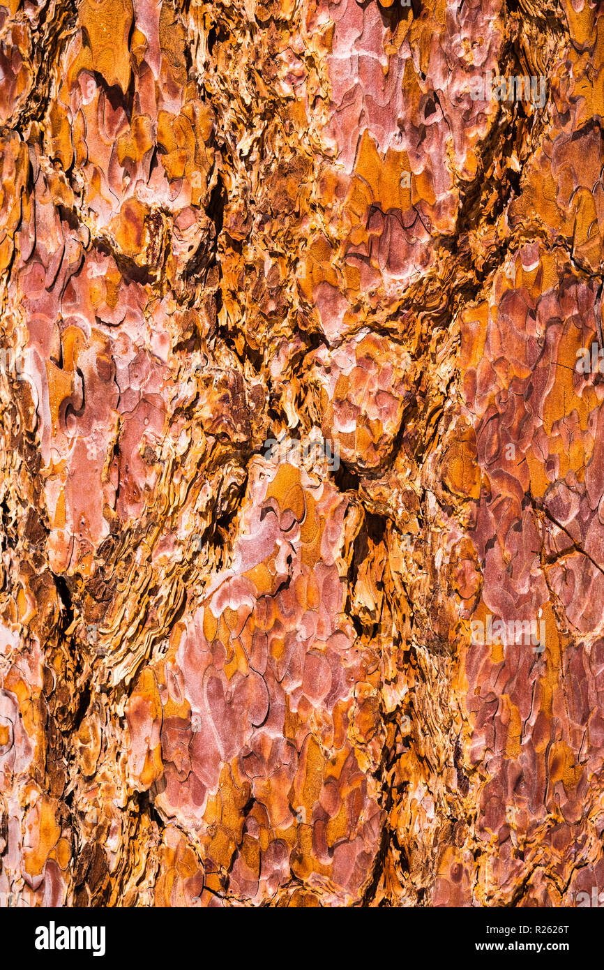Close up of pine tree bark Stock Photo