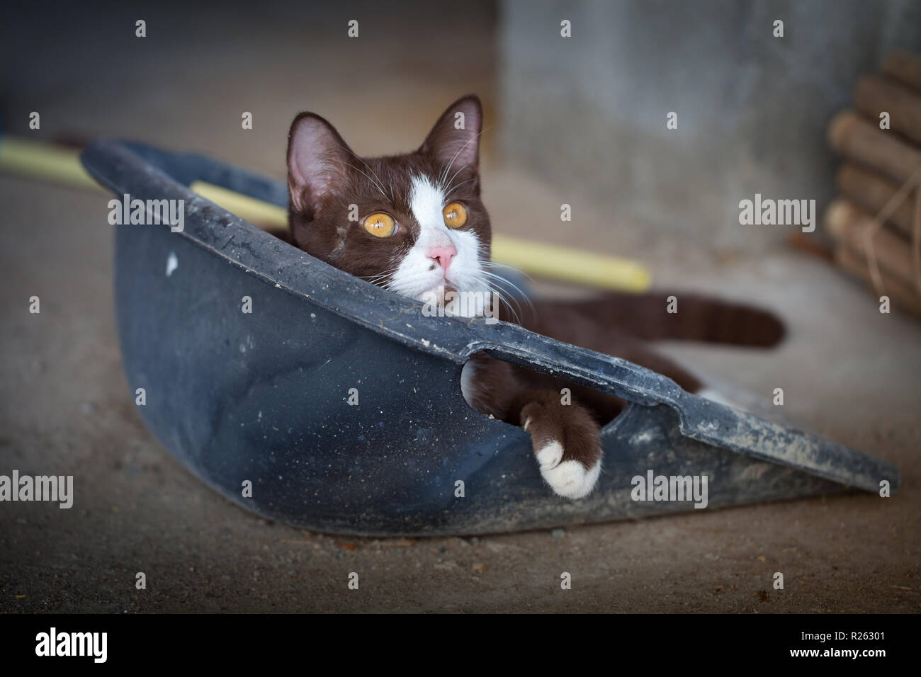 cat in dustbin Stock Photo - Alamy