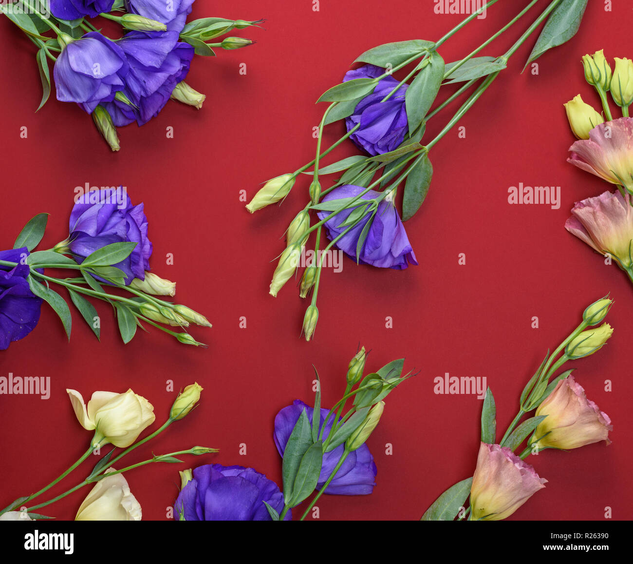 fresh blooming flowers Eustoma Lisianthus on red paper background, top view Stock Photo