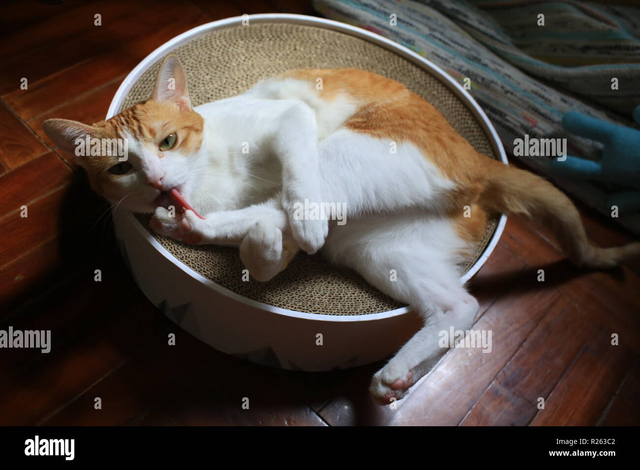 cat clean her paws Stock Photo Alamy