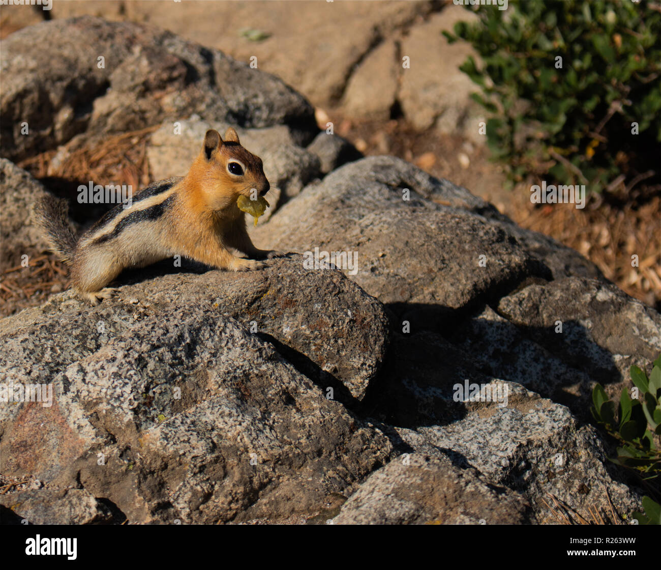 This is a picture of a chipmunk, on some rocks, in nature Stock Photo ...