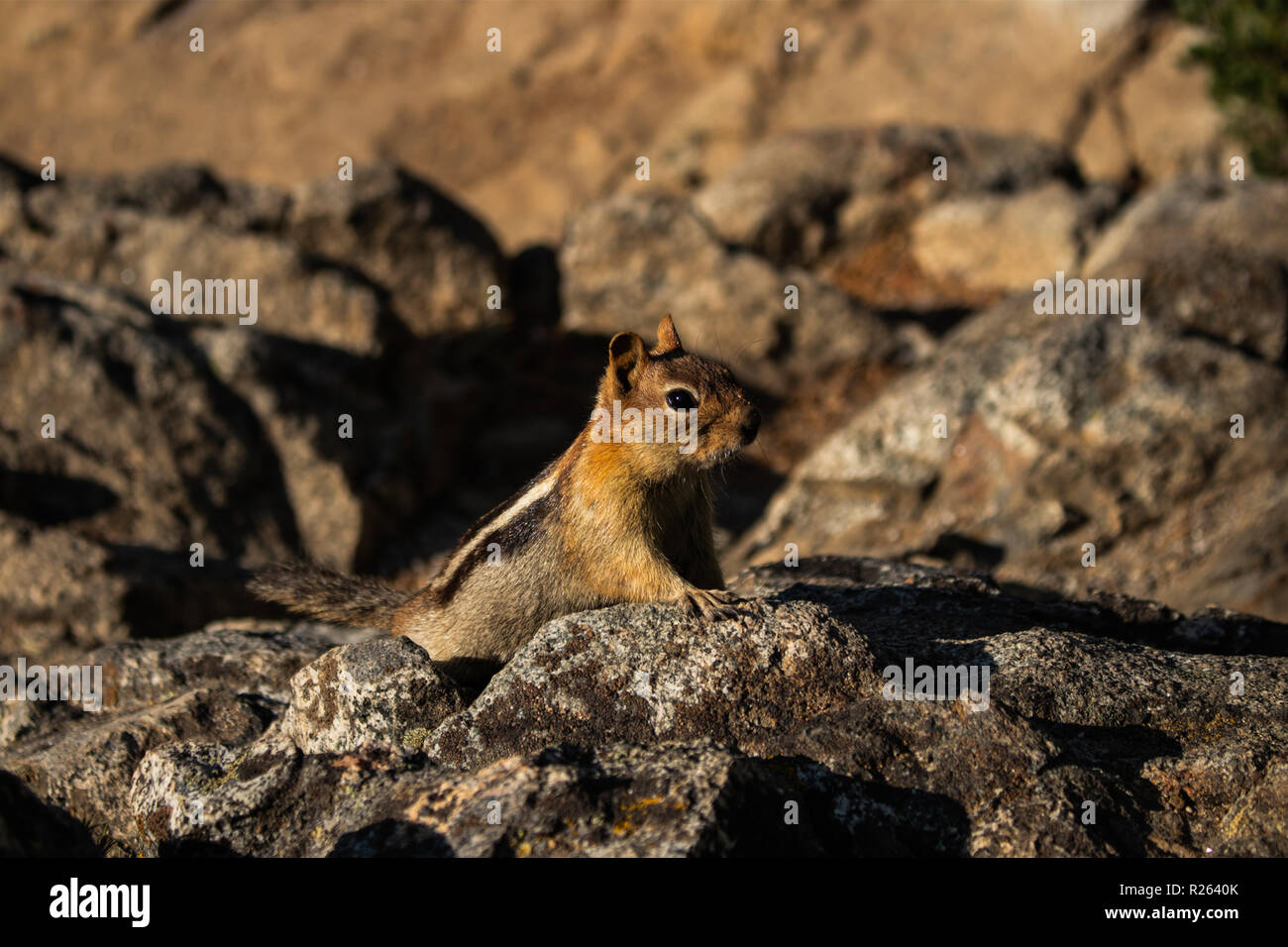 This is a picture of a chipmunk, on some rocks, in nature Stock Photo ...