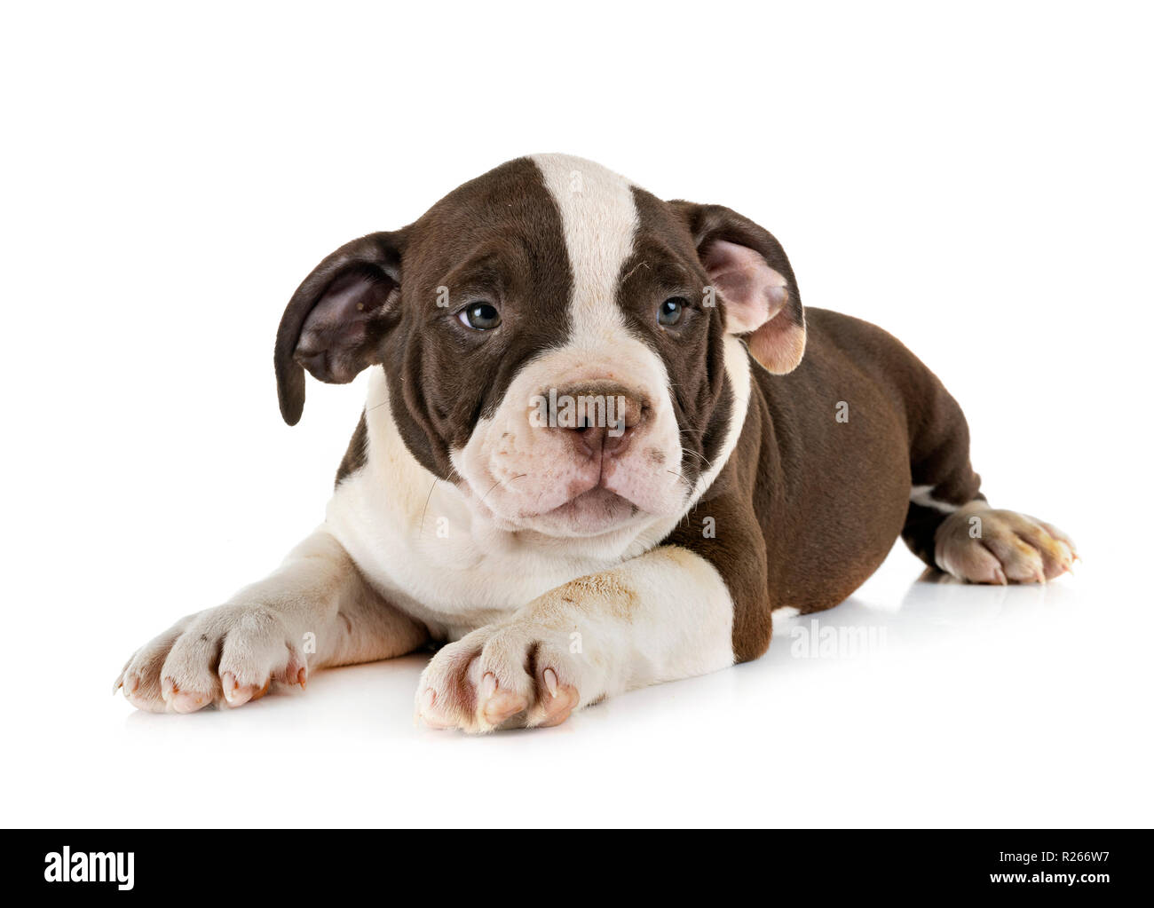 A puppy american bully dog stock image. Image of adorable - 179063305