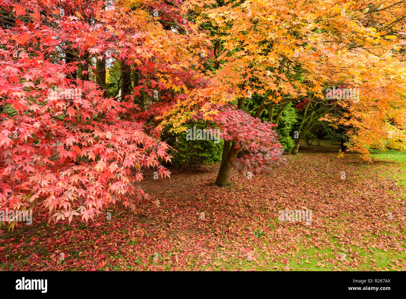 Vibrant & varied autumnal colours seen in parkland where Japanese maples (acers) display deep red & bright orange leaves - Yorkshire, England, UK. Stock Photo