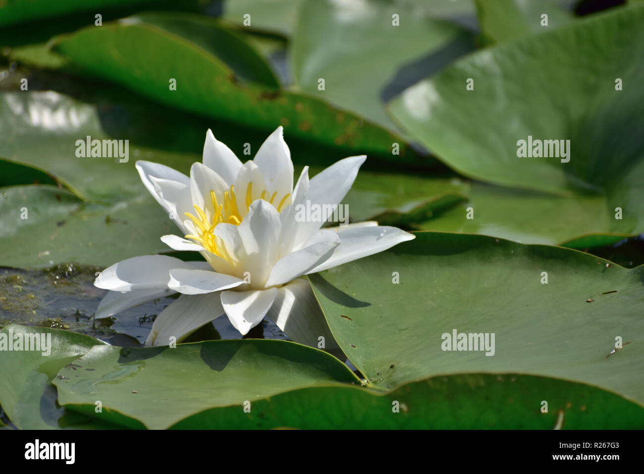 White water lily flower in the Danube Delta Stock Photo