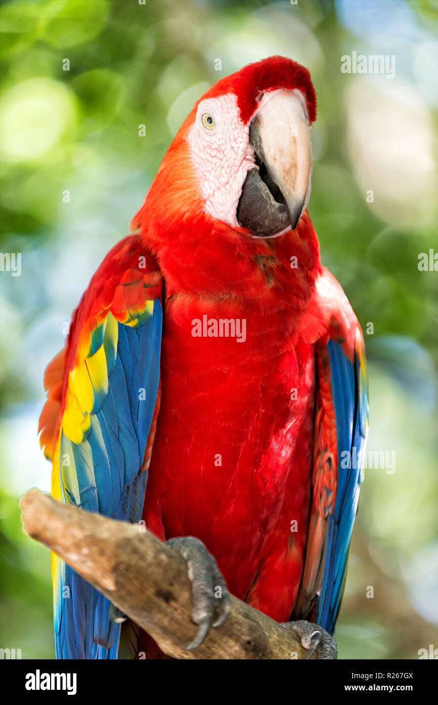 beautiful cute funny bird of red blue yellow feathered ara