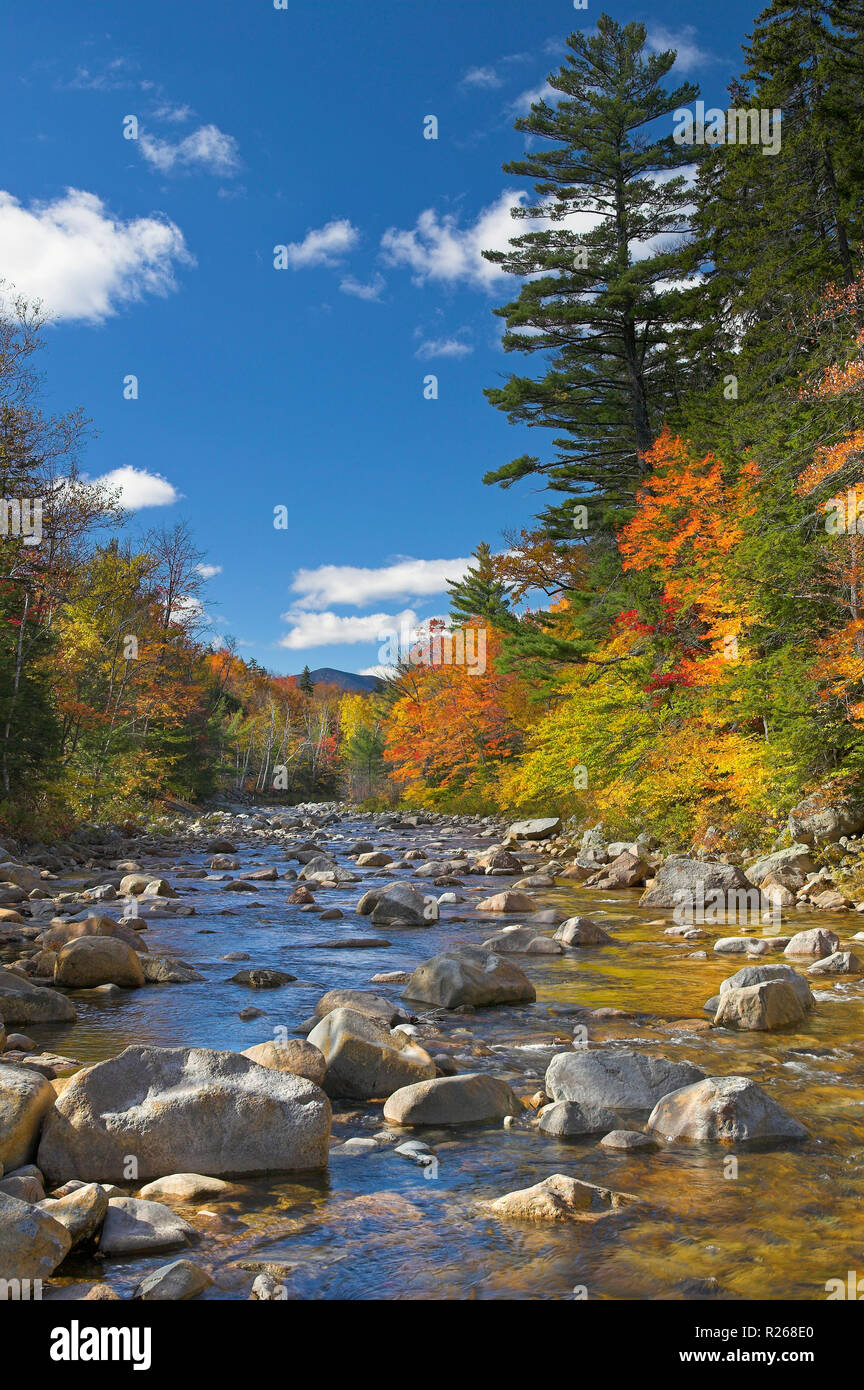 Autumn colour at Swift River, White Mountains National Forest, New Hampshire, USA Stock Photo