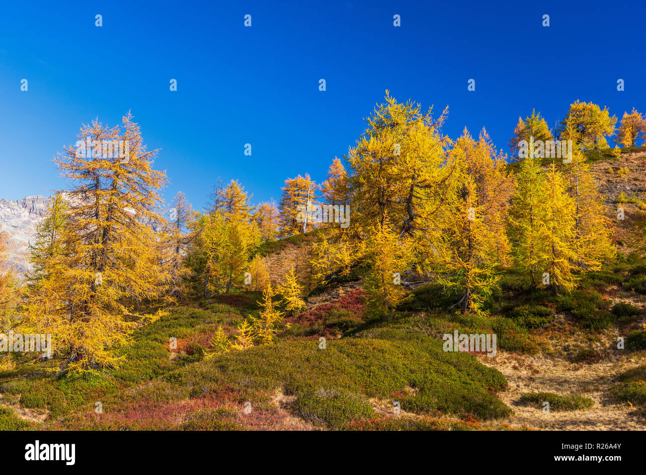 larches forest view in an autumn morning inside Alpe Devero Stock Photo ...