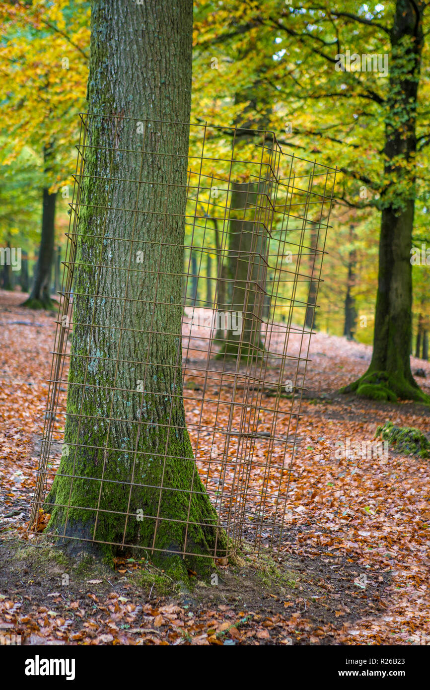 Metal tree guard around tree trunk in autumn Stock Photo