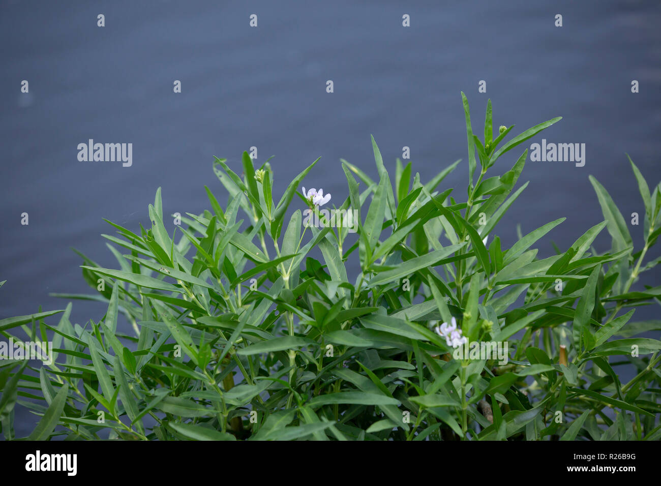 Tall purple wildflower hi-res stock photography and images - Alamy
