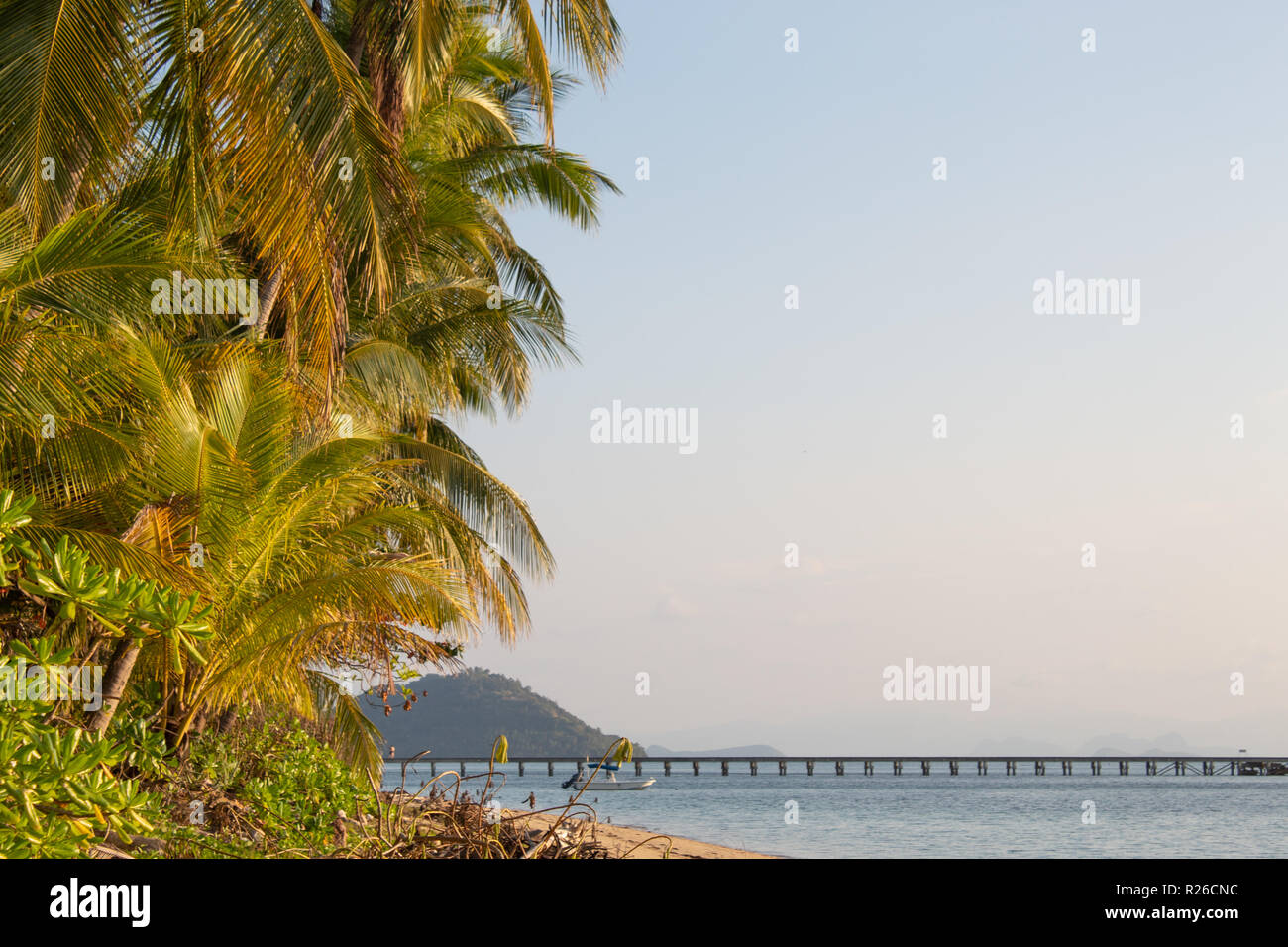 Growing trees at the beach hi-res stock photography and images - Alamy