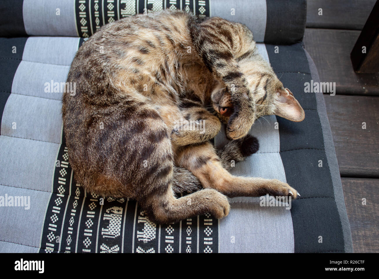 Cute little cat lying on pillow Stock Photo