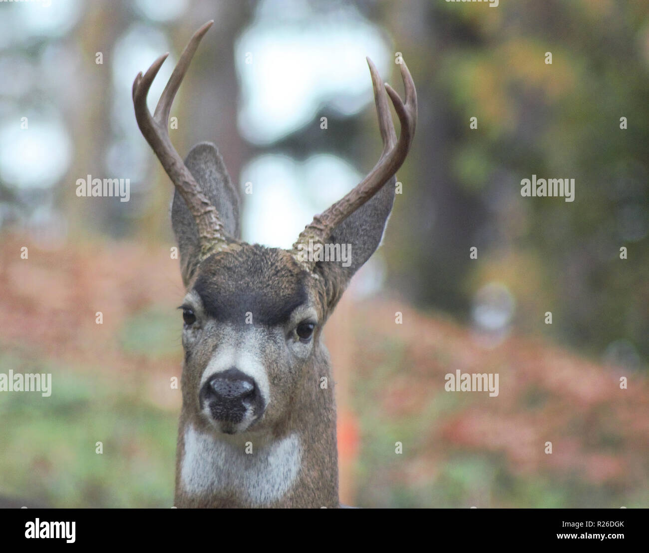 Spike antlers hi-res stock photography and images - Alamy