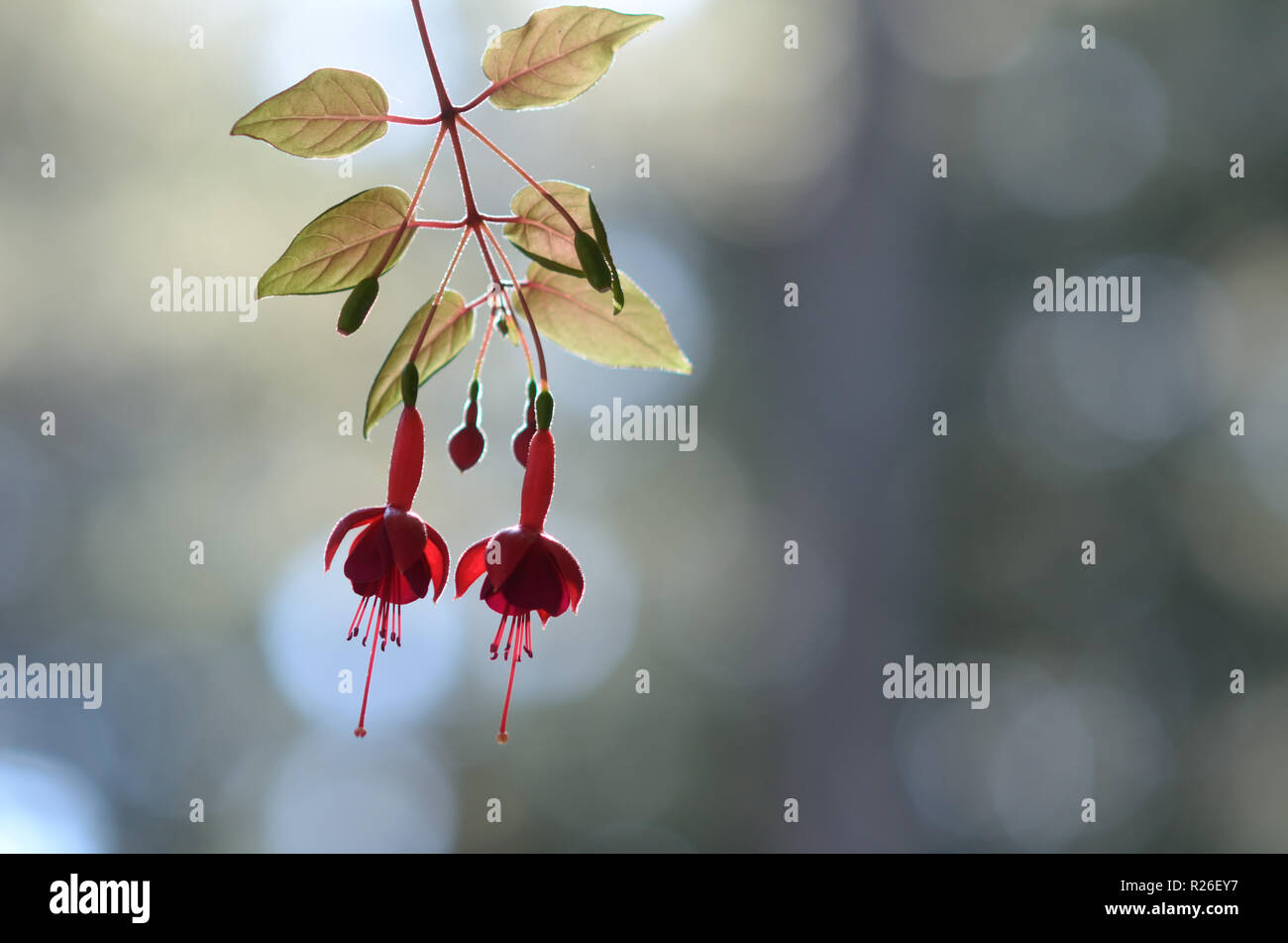 Two red fuchsia blossoms. Stock Photo