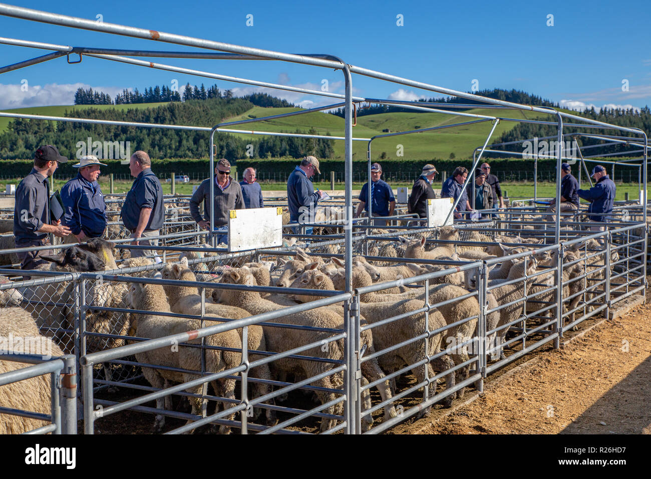 Coalgate, Canterbury, New Zealand - September 27 2018: Agents and farmers move along the pens of sheep as they are being auctioned on a spring morning Stock Photo