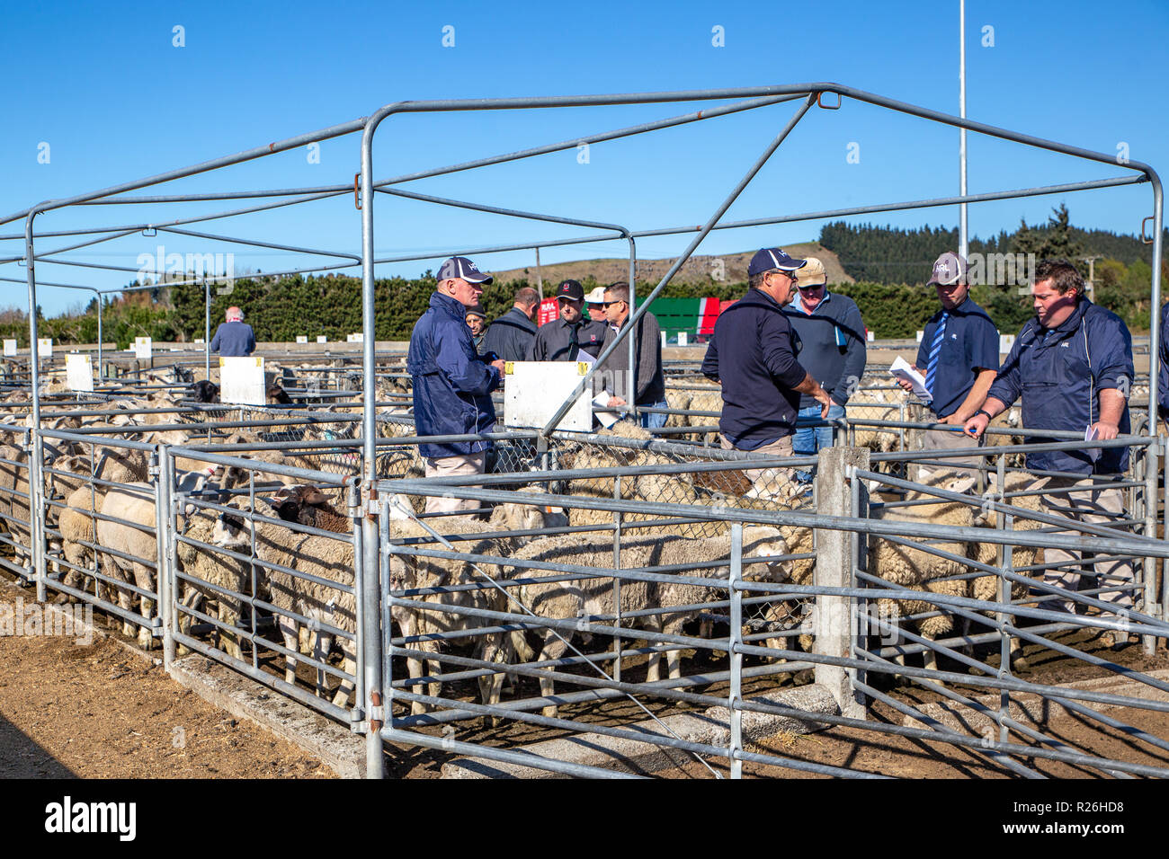 Coalgate, Canterbury, New Zealand - September 27 2018: Agents and farmers move along the pens of sheep as they are being auctioned on a spring morning Stock Photo