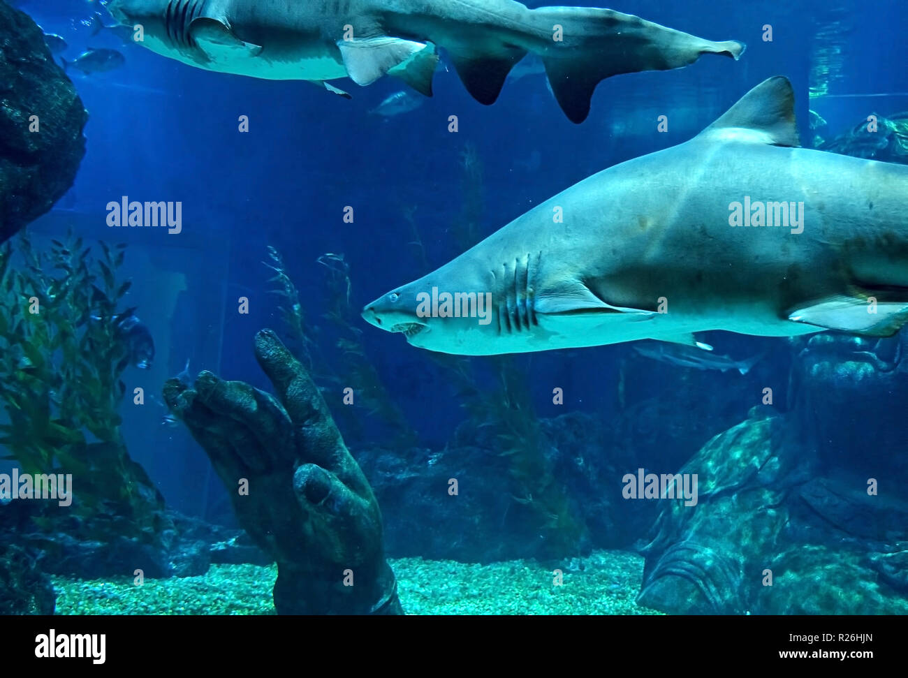 Underwater Scene of Huge Sand Tiger Shark in Aquarium Stock Photo - Alamy