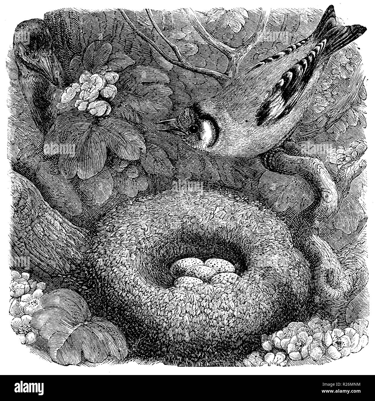 Goldfinch nest Cut Out Stock Images & Pictures - Alamy