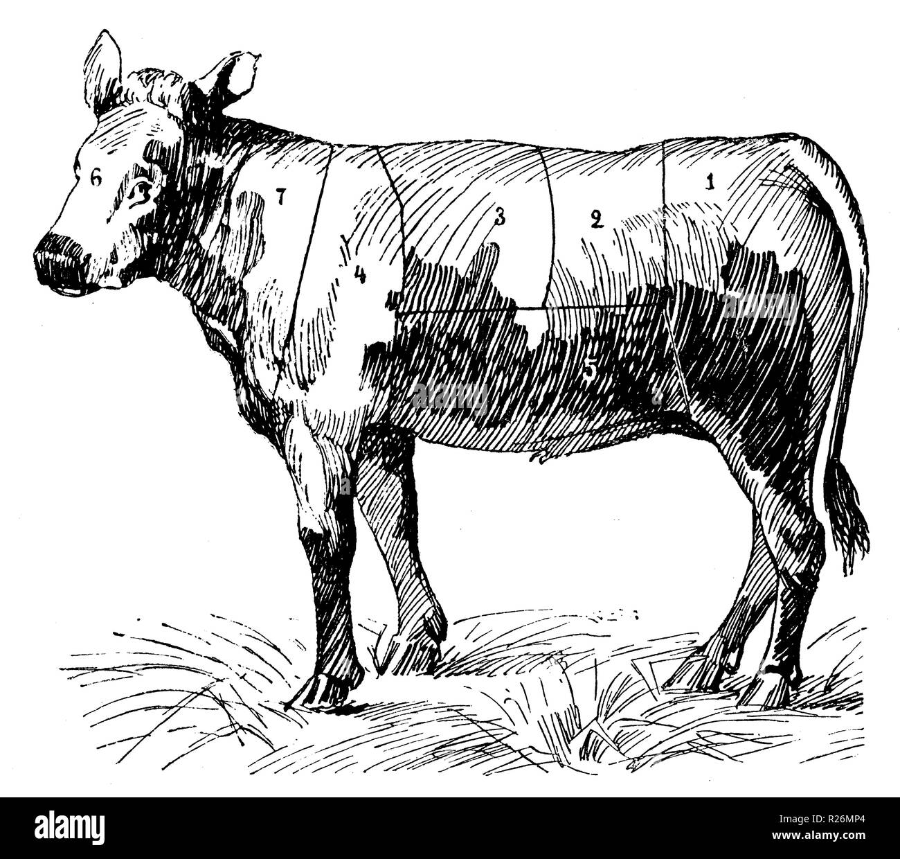 Division de la viande Cut Out Stock Images & Pictures Alamy