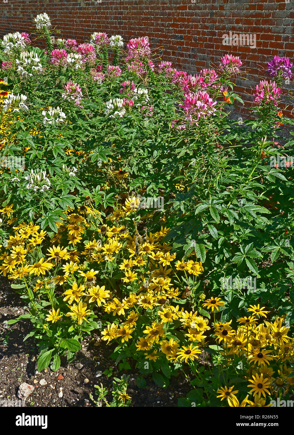 Close up of a flower border with Rudbeckia and Cleome hassleriana in a walled garden Stock Photo
