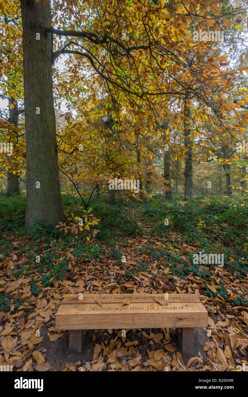 wooden bench in beautiful autumn beech woods at blickling hall great wood, Norfolk, uk. Stock Photo