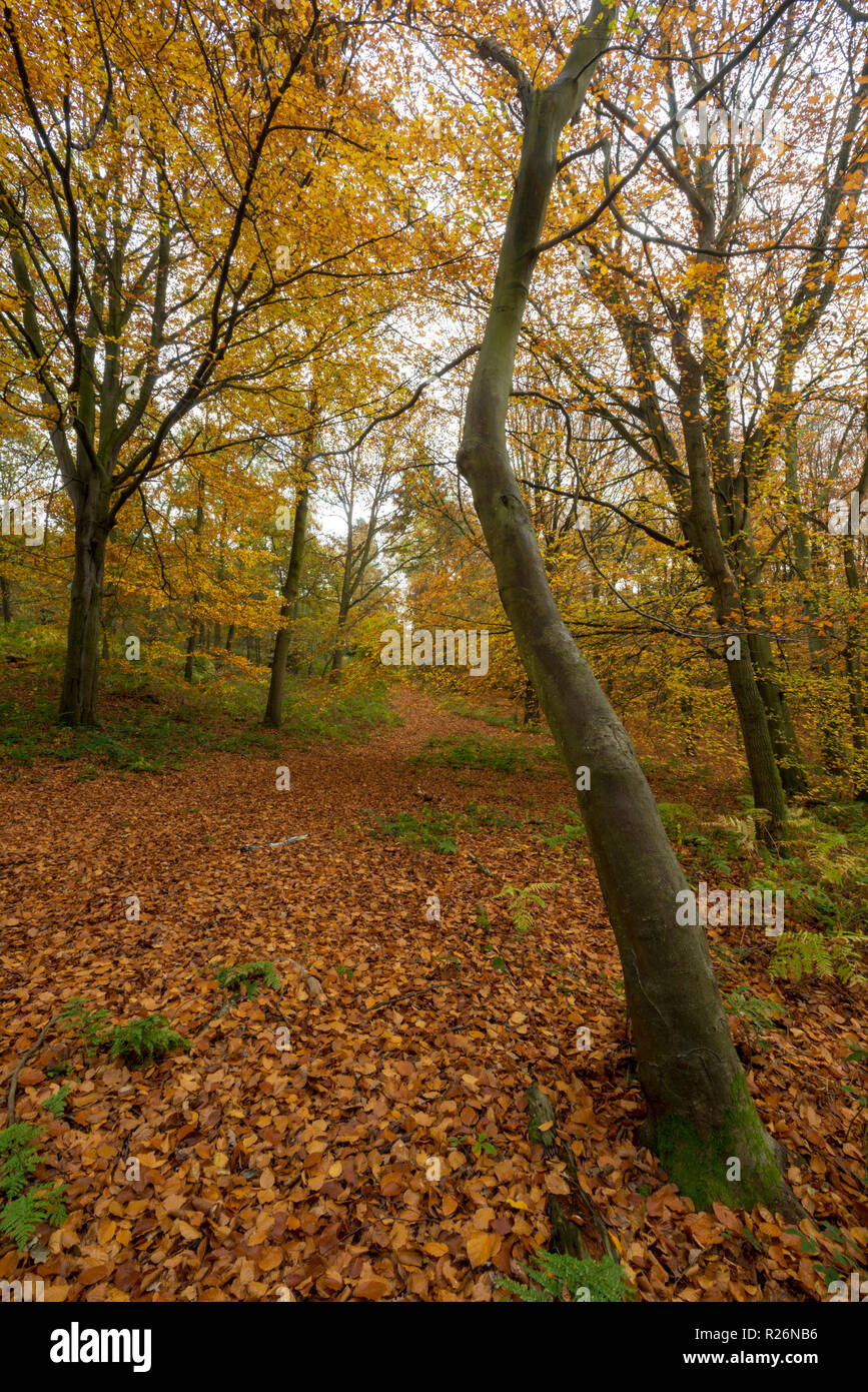 beautiful beech trees and autumn woodland at blickling hall in the norfolk countryside. Stock Photo