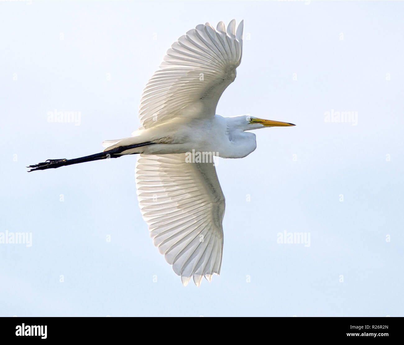 Great Egret in flight Stock Photo