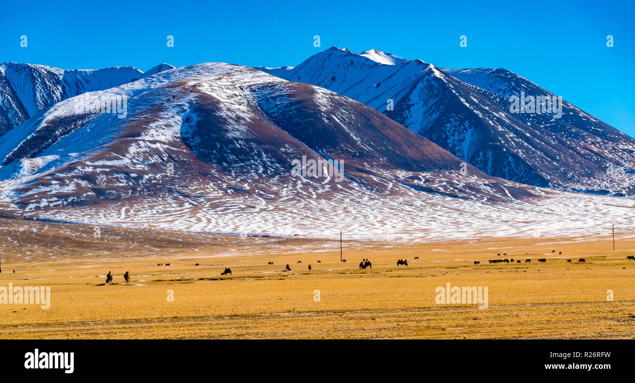 Panoramic view of snowy mountain peak in summer with the herd of bactrian camels grazing in the vast yellow steppe at Ulgii in Mongolia Stock Photo