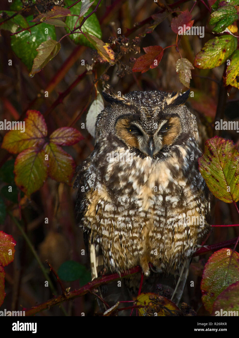 Long eared owl Stock Photo