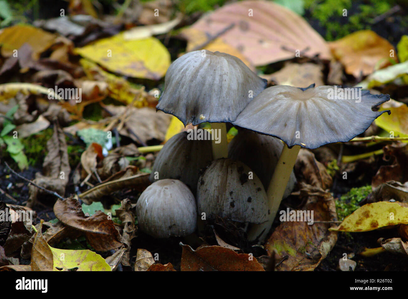 Mushroom Pod Stock Photo Alamy