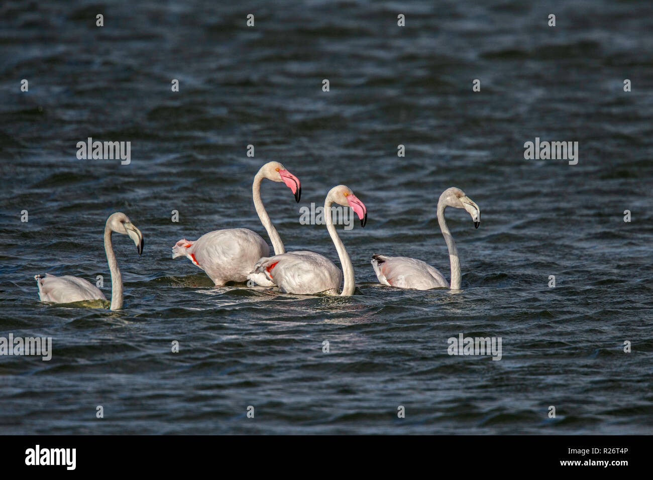 Greater Flamingo  Phoenicopterus roseus Strandfontein Wetlands, Cape Town, South Africa 4 September 2018      Adults and Immatures      Phoenicopterid Stock Photo