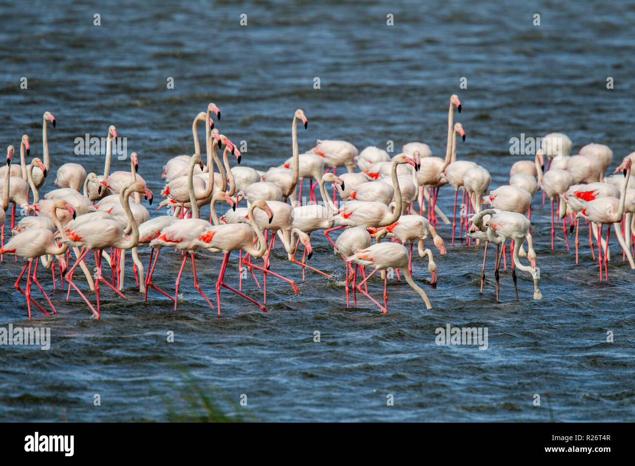 Greater Flamingo  Phoenicopterus roseus Strandfontein Wetlands, Cape Town, South Africa 4 September 2018      Adults      Phoenicopteridae Stock Photo