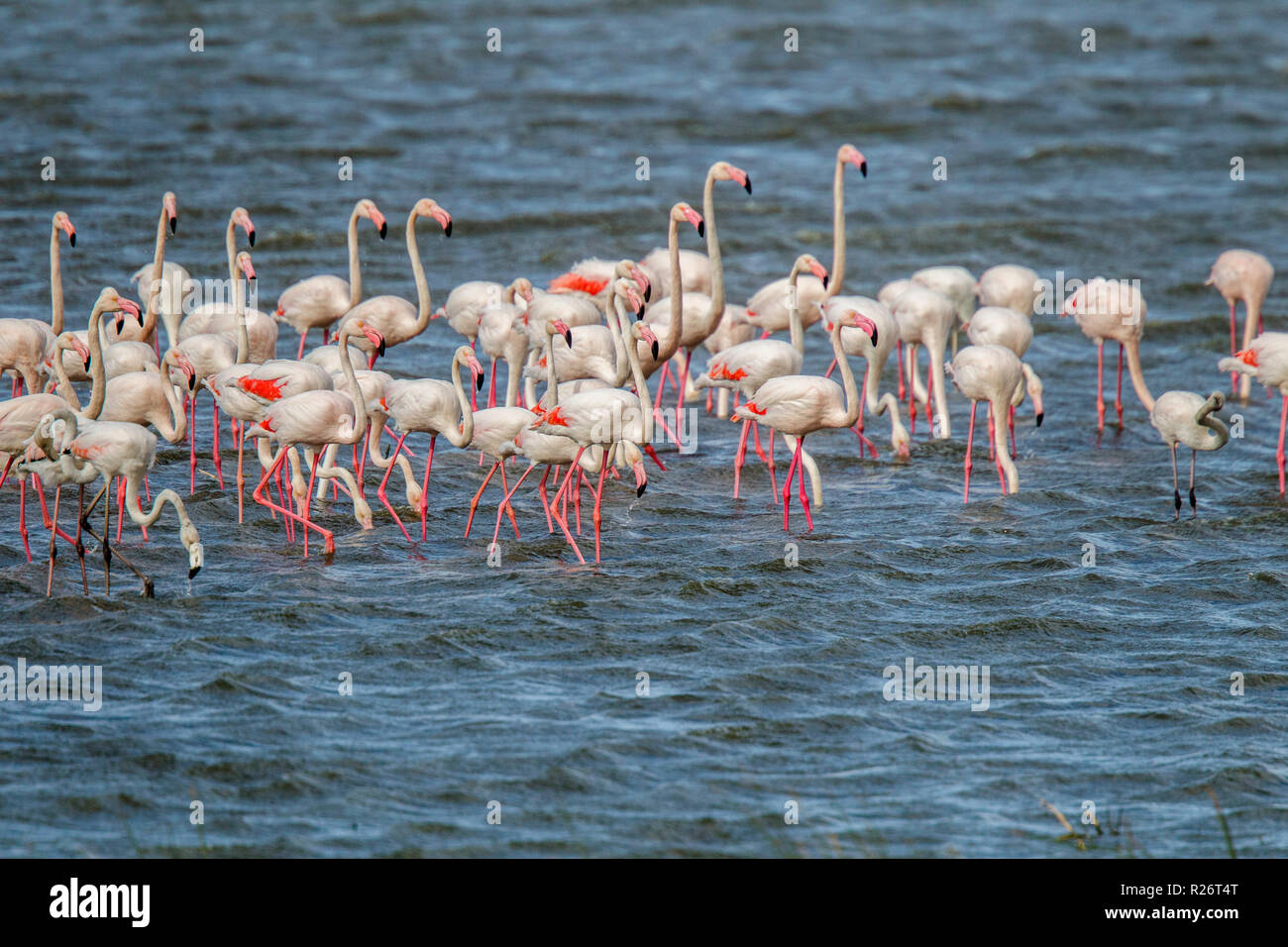 Greater Flamingo  Phoenicopterus roseus Strandfontein Wetlands, Cape Town, South Africa 4 September 2018      Adults      Phoenicopteridae Stock Photo
