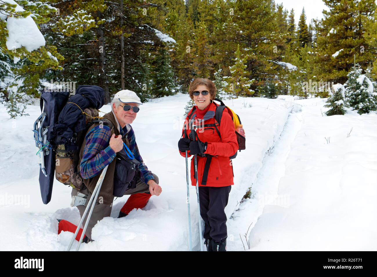 42,755.09656 Couple man woman 2 people backpacking hike hiking snowshoeing in snowy winter conifer forest Stock Photo