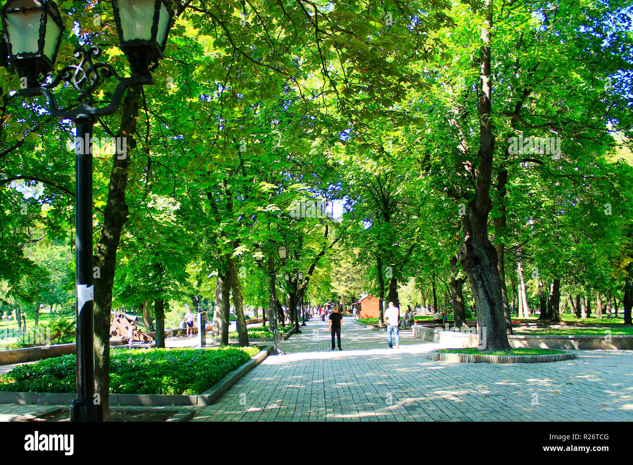 People having a rest in city park with big trees. City park. Walking ...