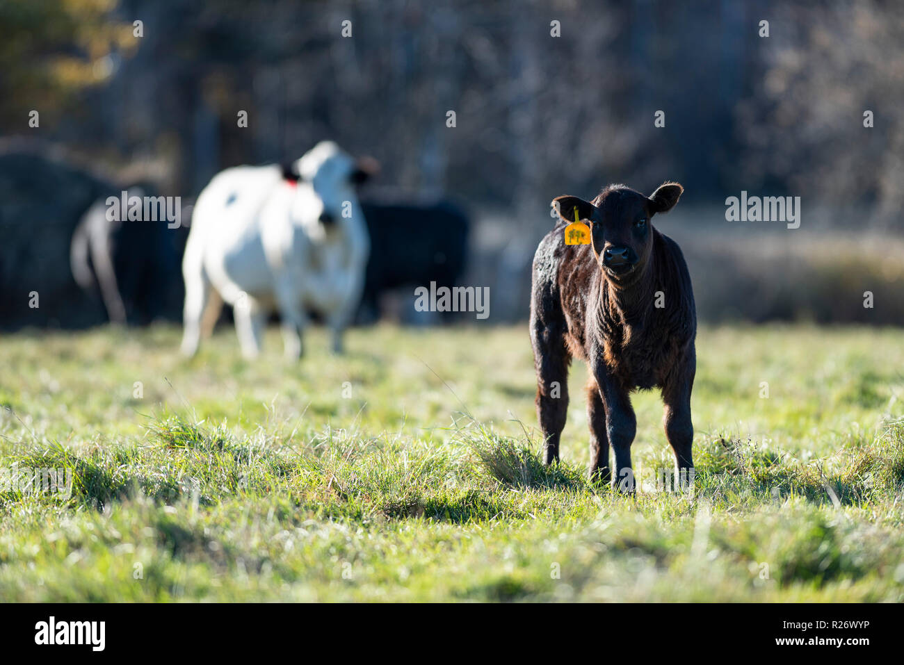 Black Angus calves in a pasture on a Minnesota Ranch Stock Photo - Alamy