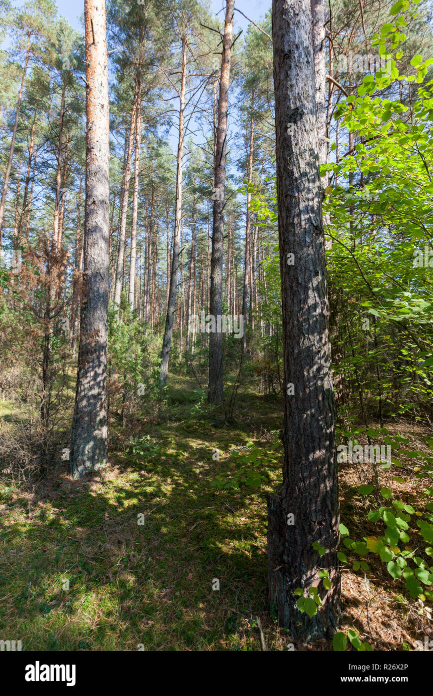plants and trees in the forest, autumn Stock Photo - Alamy