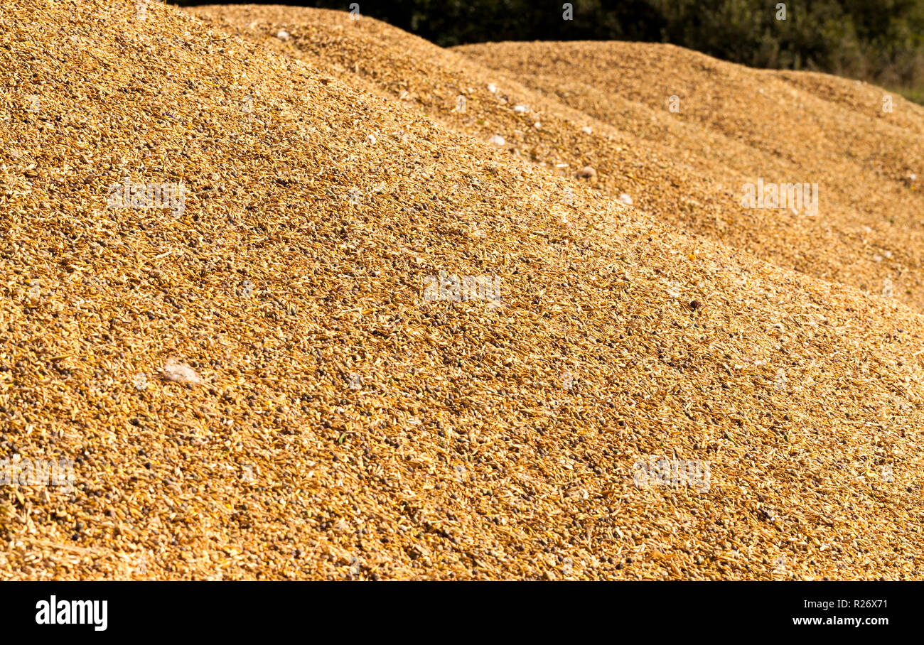 mixed different types of grains and peas after harvest, for feeding livestock Stock Photo Alamy