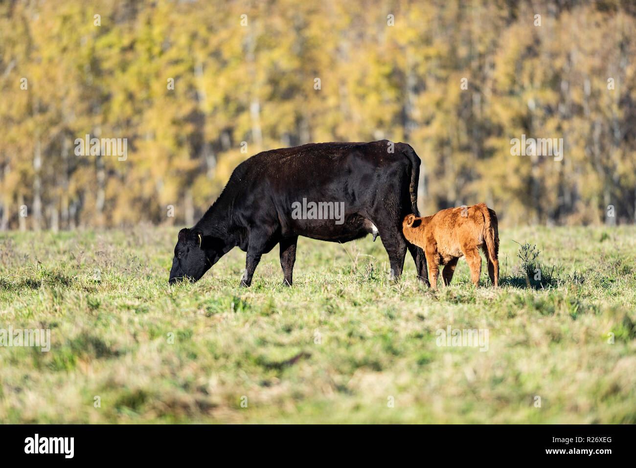 A Black angus cow and her calf on a Minnesota Ranch Stock Photo