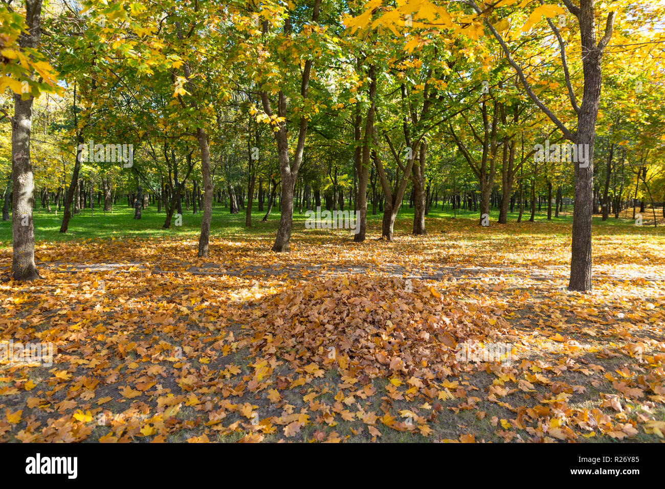 Colorful yellow trees in a wooded autumn park with fallen leaves on the ...