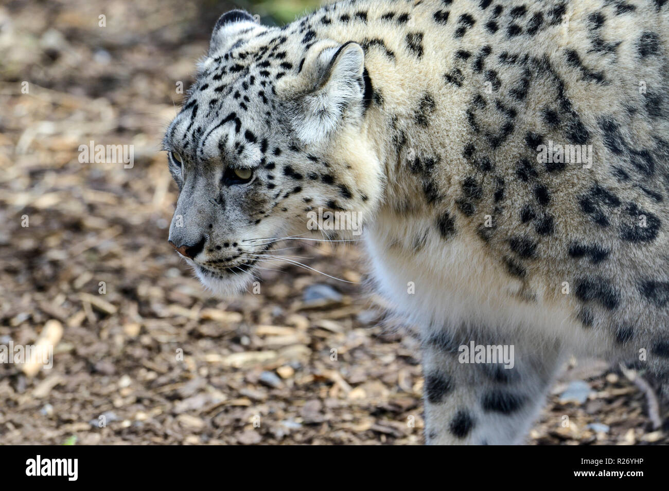 Snow leopard (Panthera uncia) at Highland Wildlife Park, Kincraig, Kingussie, Scotland, UK Stock Photo