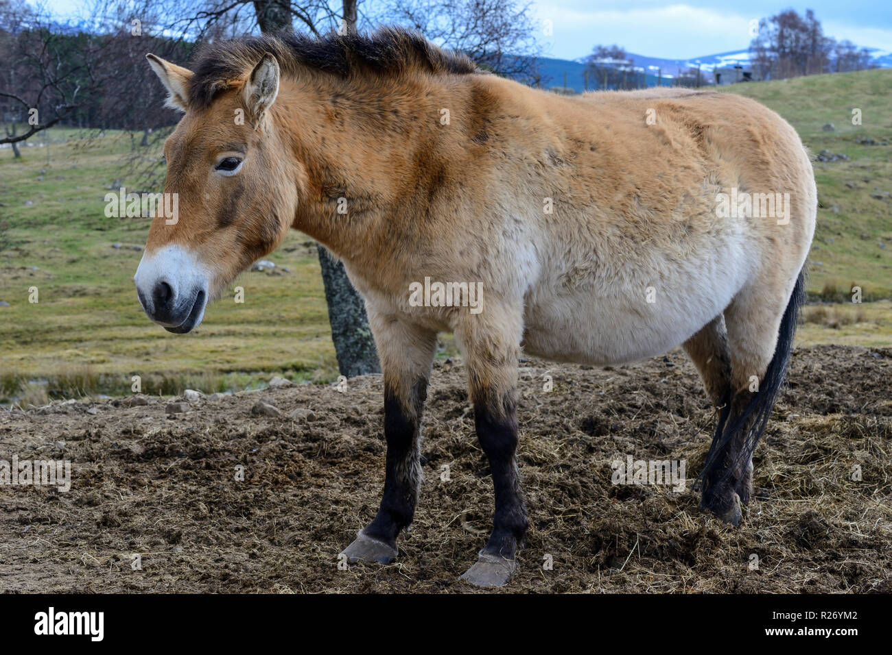 Przewalski's Horse, Highland Wildlife Park, Kincraig, Kingussie, Scotland, UK Stock Photo