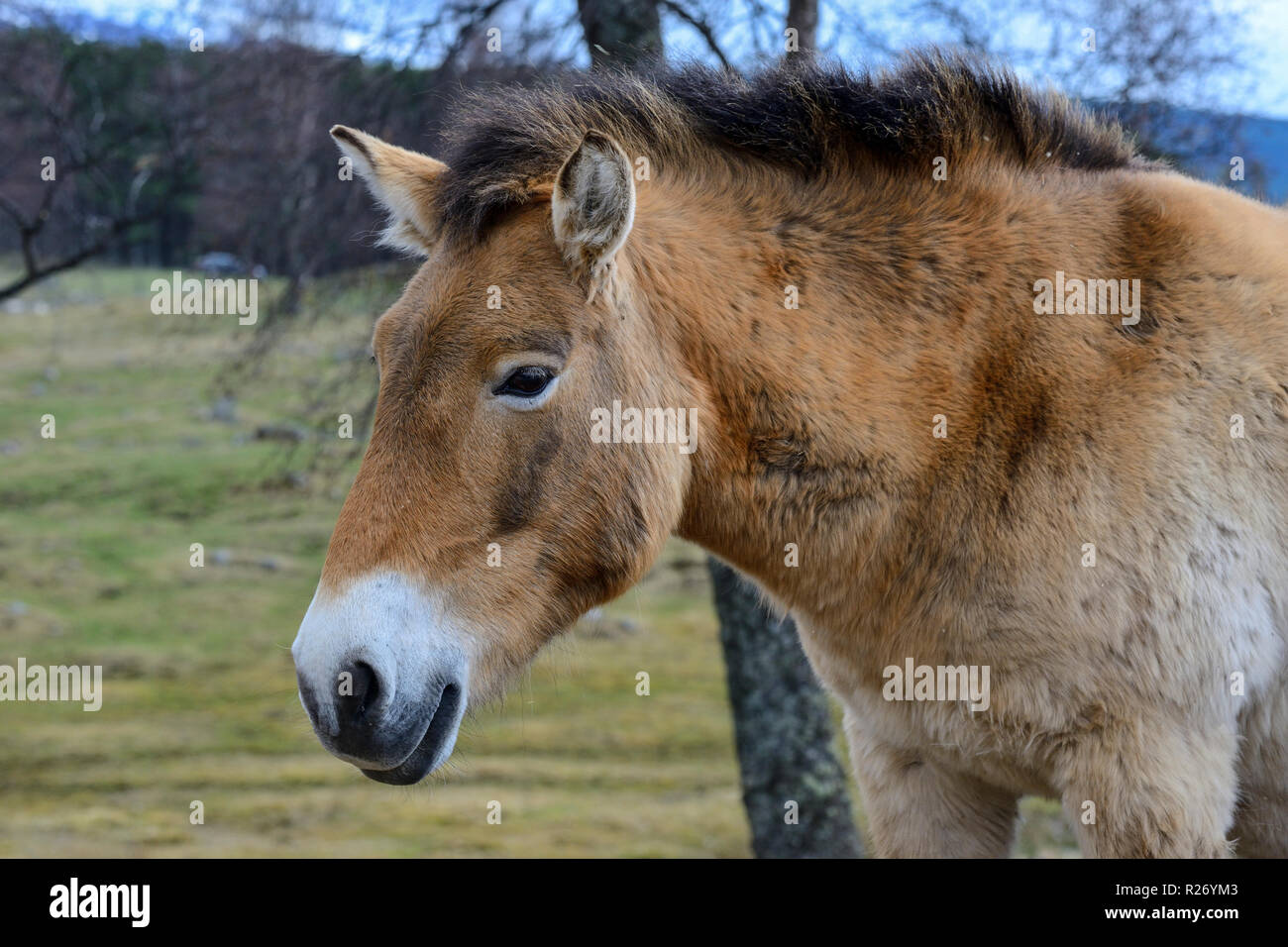 Close up of Przewalski's Horse, Highland Wildlife Park, Kincraig, Kingussie, Scotland, UK Stock Photo
