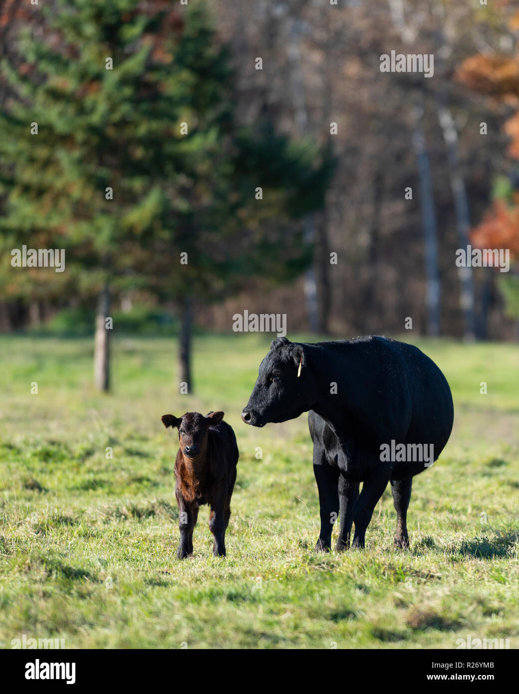 A Black angus cow and her calf on a Minnesota Ranch Stock Photo