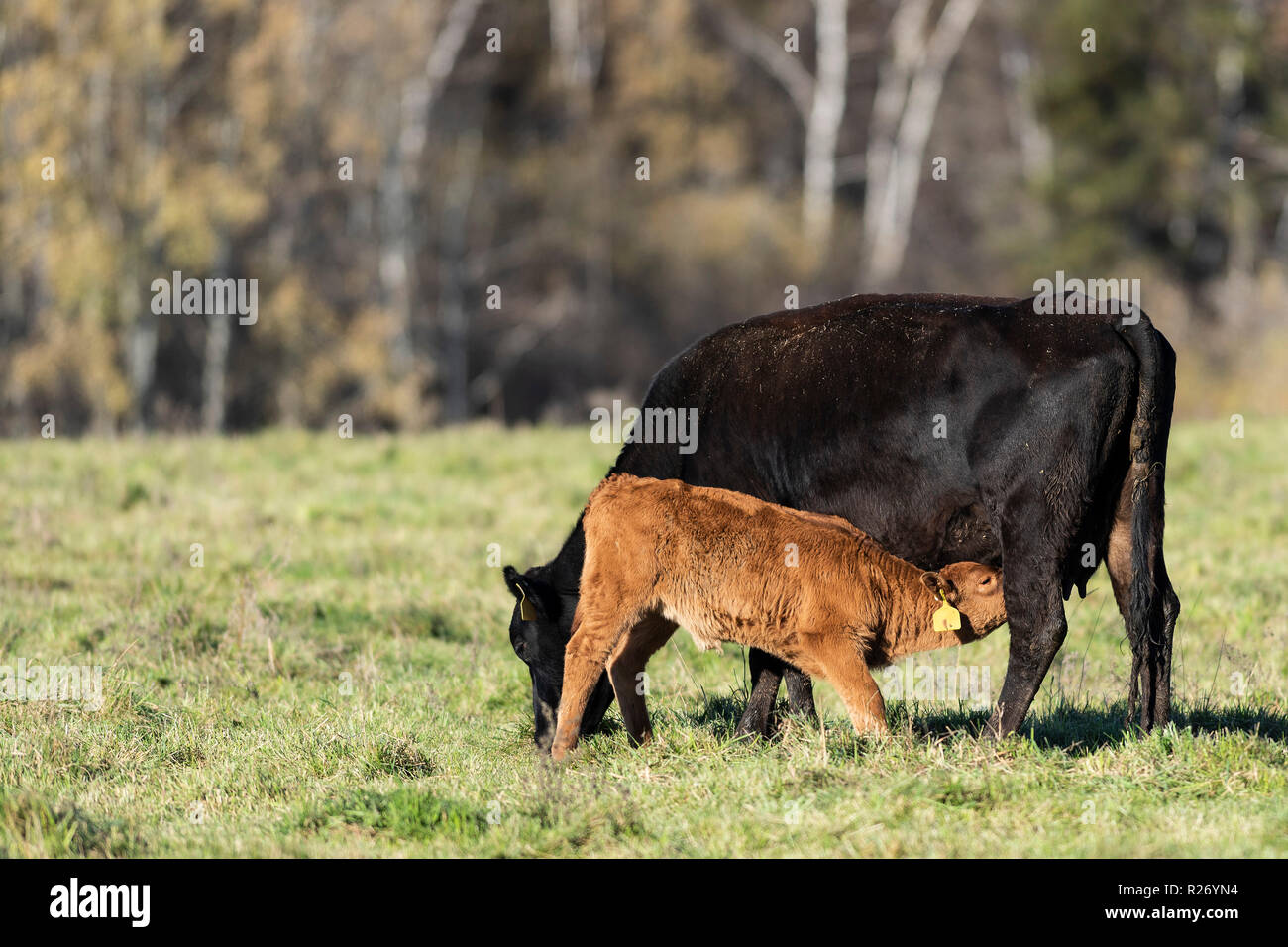 A Black angus cow and her calf on a Minnesota Ranch Stock Photo