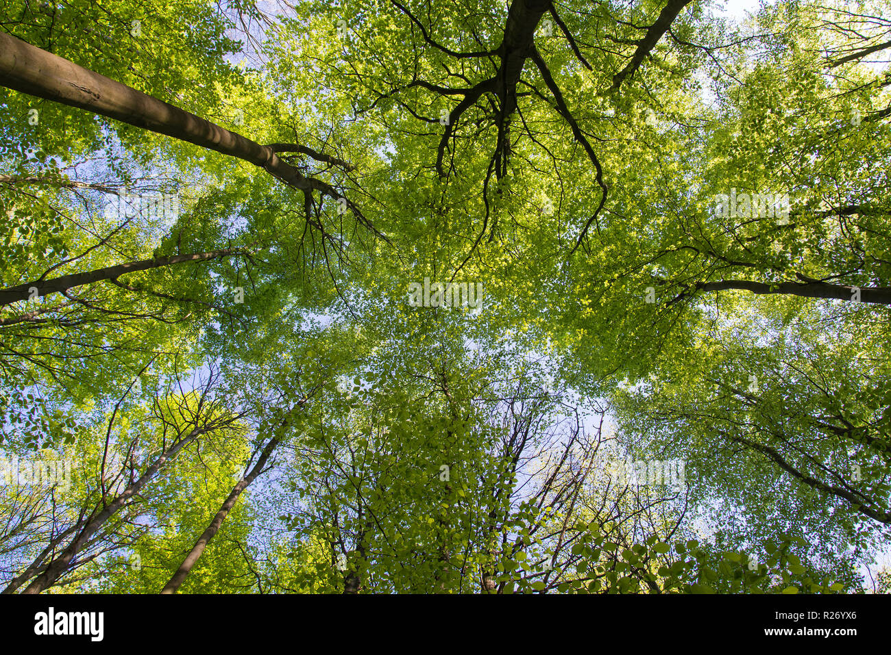Trees looking up leaves hi-res stock photography and images - Alamy